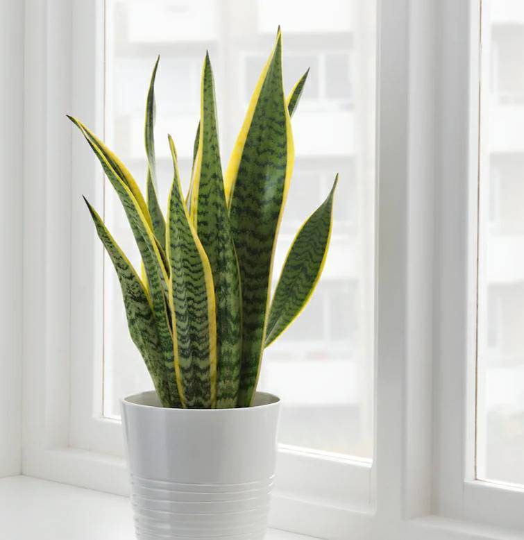 Product Sansevieria