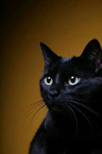 Gato negro ♥