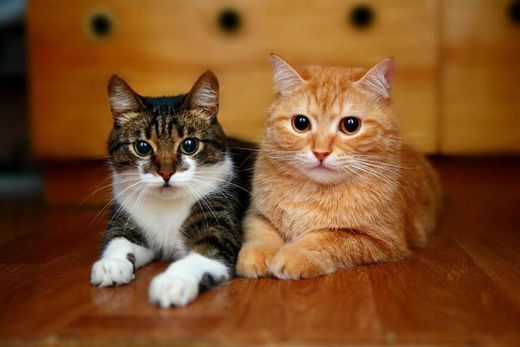Social Gatos 