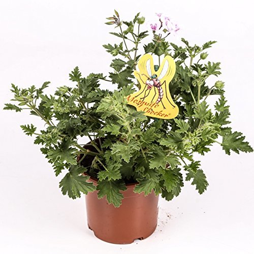 Product Citronella - Planta antimosquitos - Maceta 15cm. - Pelargonium Citrodorum/Graveolens - Planta