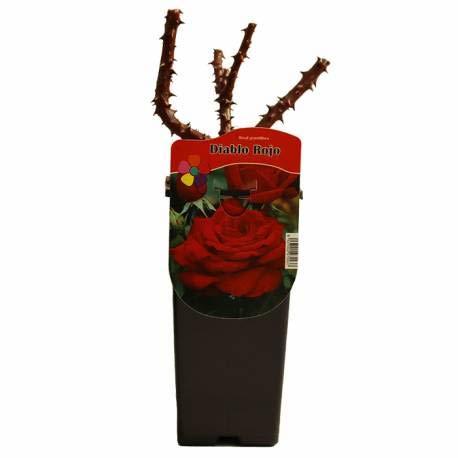 Producto Rosal Rojo Rosal de Flor Grande de Color Rojo en Maceta Pequeña