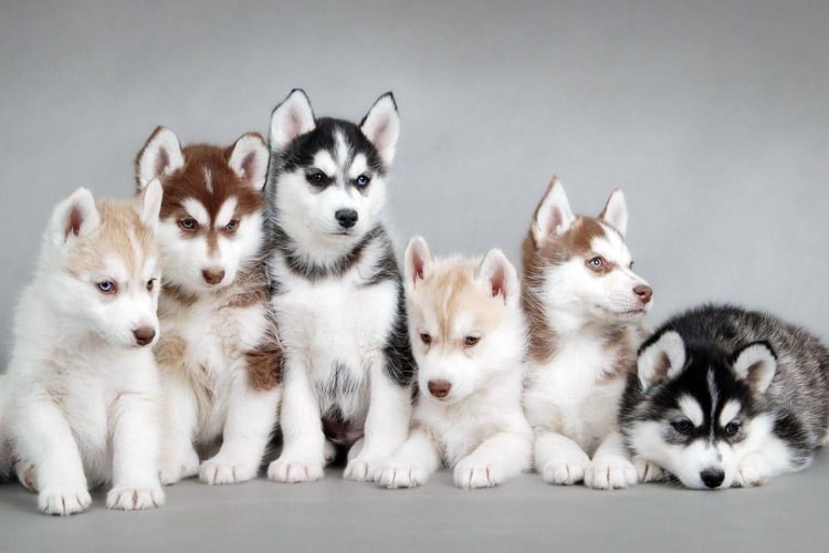 Social Filhotes husky siberiano