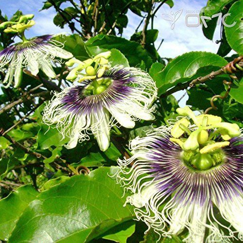 (8 semillas) Passiflora Edulis Maracuja/fruta de la pasión/Passionfruit