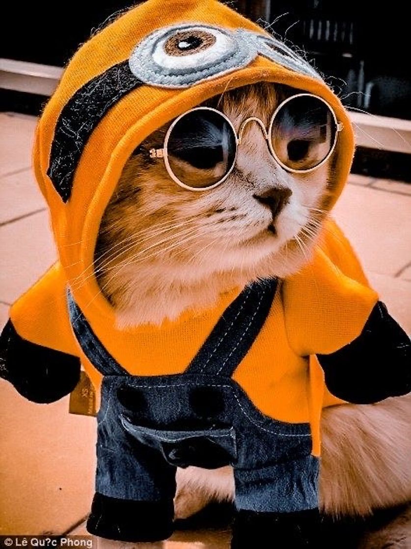 Moda Gatinho de pelúcia ?