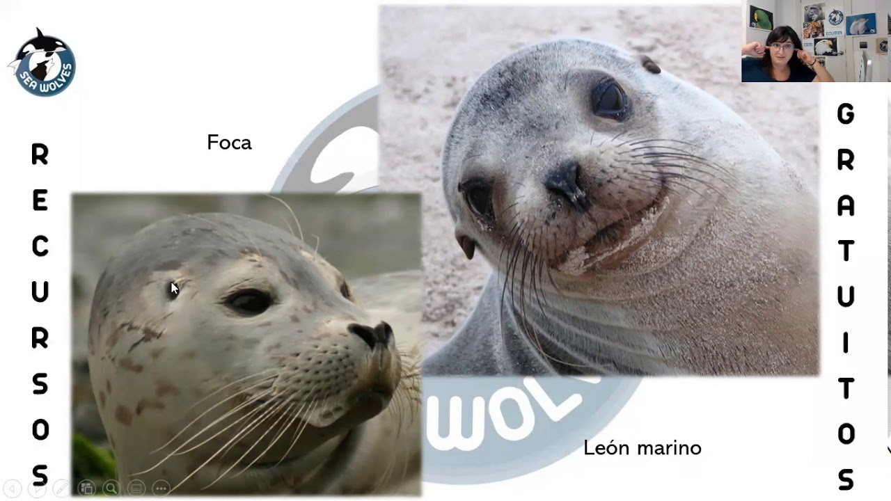 Movie Foca vs león marino, Sea Wolves