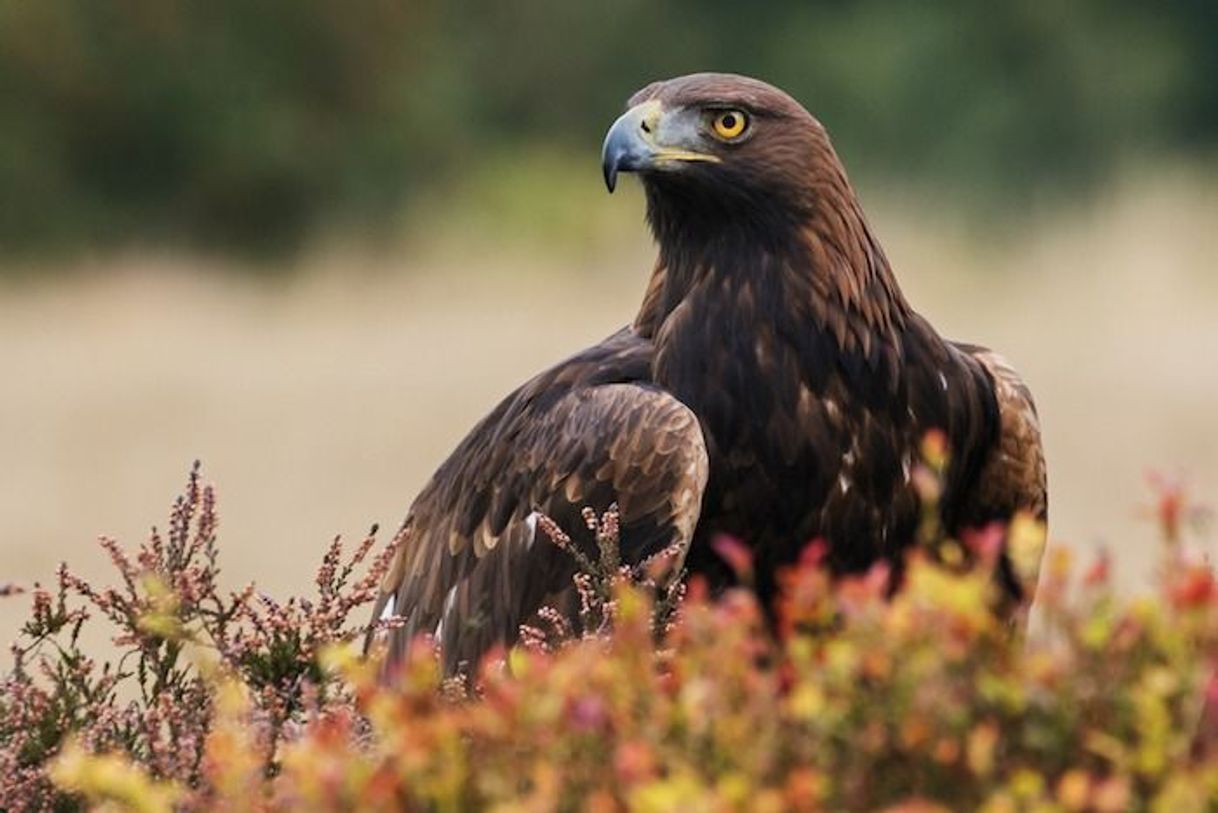 Película RAPACES DIURNAS SEA WOLVES