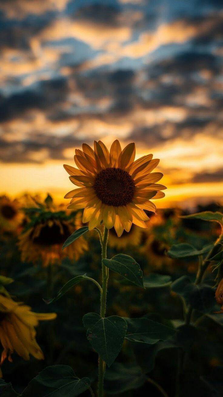 Social 🌻