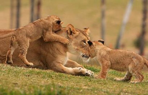 Cuidados parentales