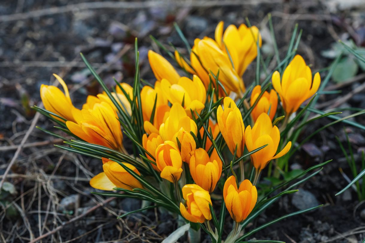Web interesante para comprar bulbos de otoño e invierno