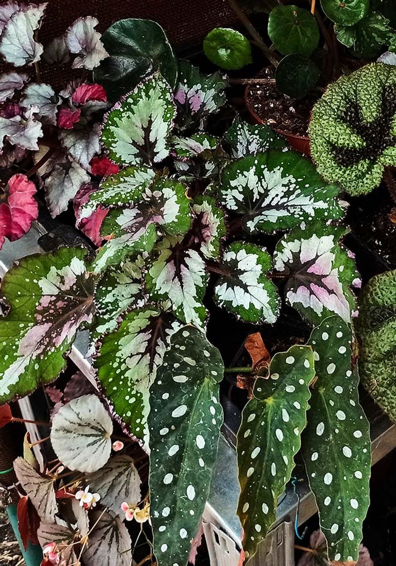 BEGONIASYMAS.COM: Tienda Online de Begonias y Orquídeas