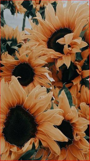 🌻