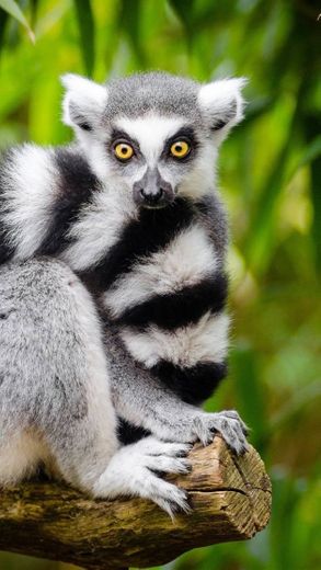 Lemur