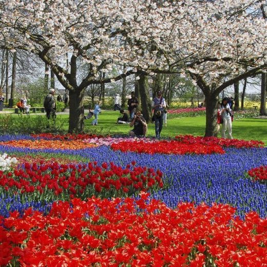 Place Keukenhof HOLLAND