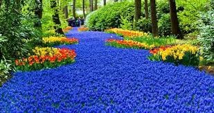 Place Keukenhof HOLLAND