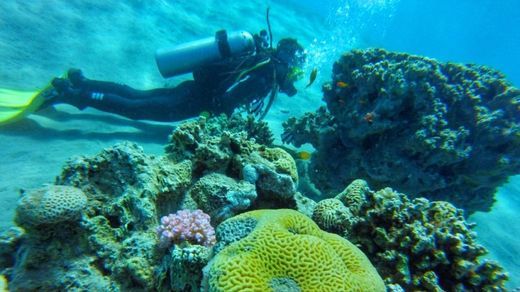 Lugares Dive in Red Sea