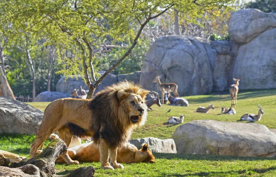 Lugar Bioparc