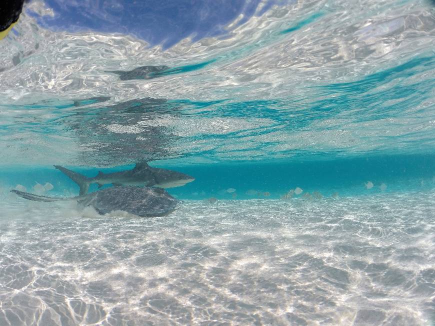 Place Bahamas