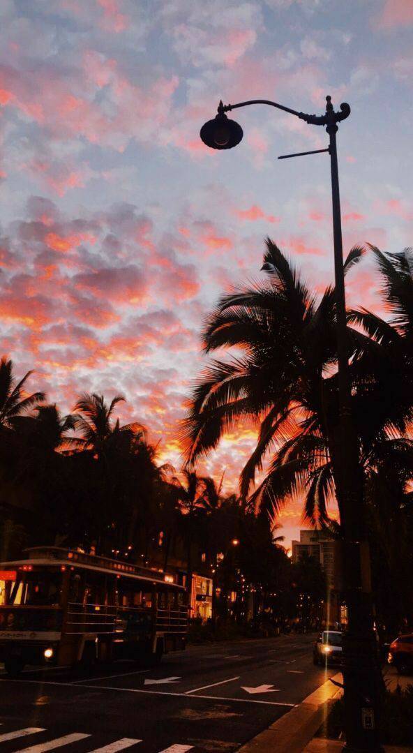 Social 🌴🌙