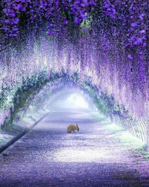 Place Kawachi Wisteria Garden