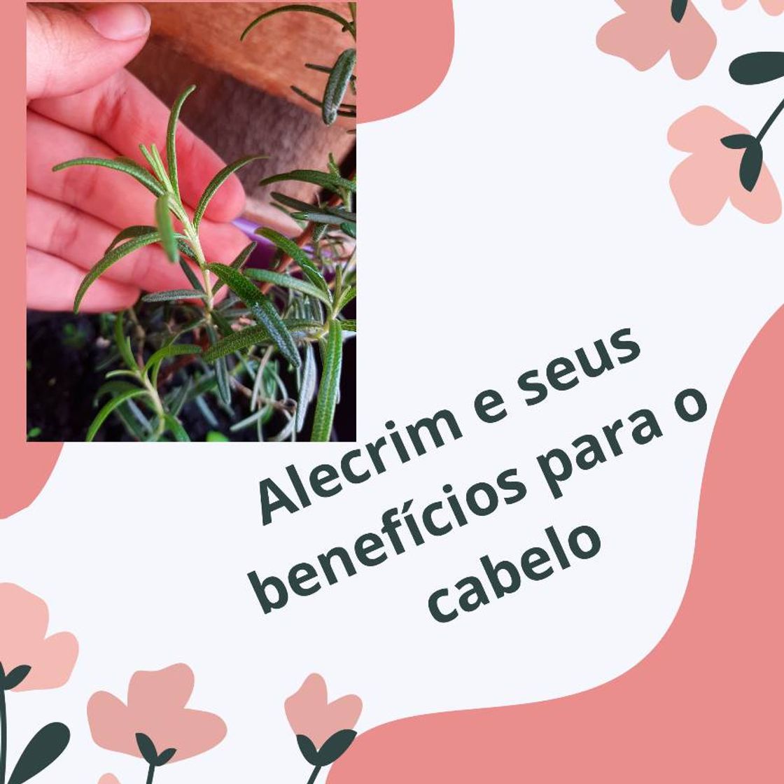 Fashion alecrim e seus benefícios para o cabelo 