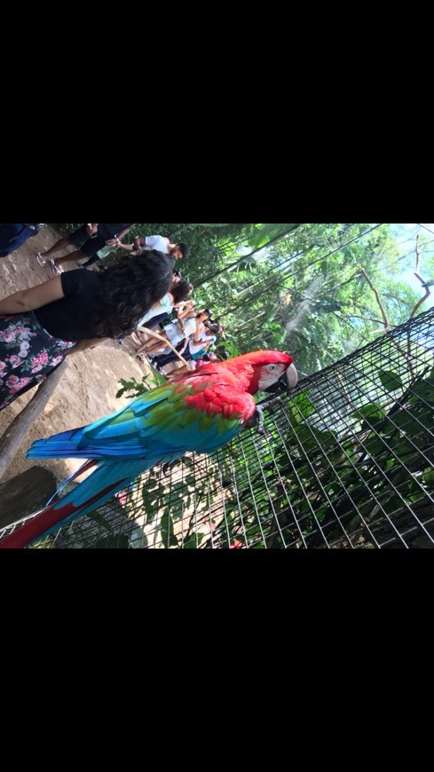 Lugar Parque das Aves