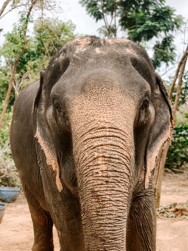 Fashion Phuket Elephant Jungle Sanctuary