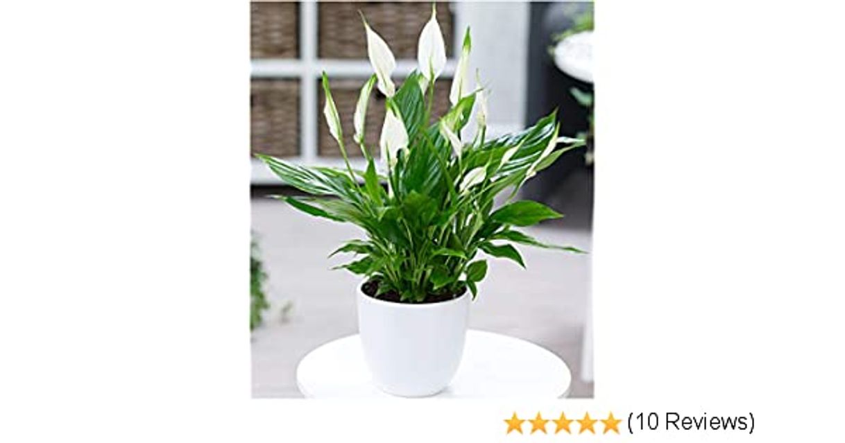 Moda BALDUR-Garten Spathiphyllum, 1 Pflanze Zimmerpflanze Einblatt ...