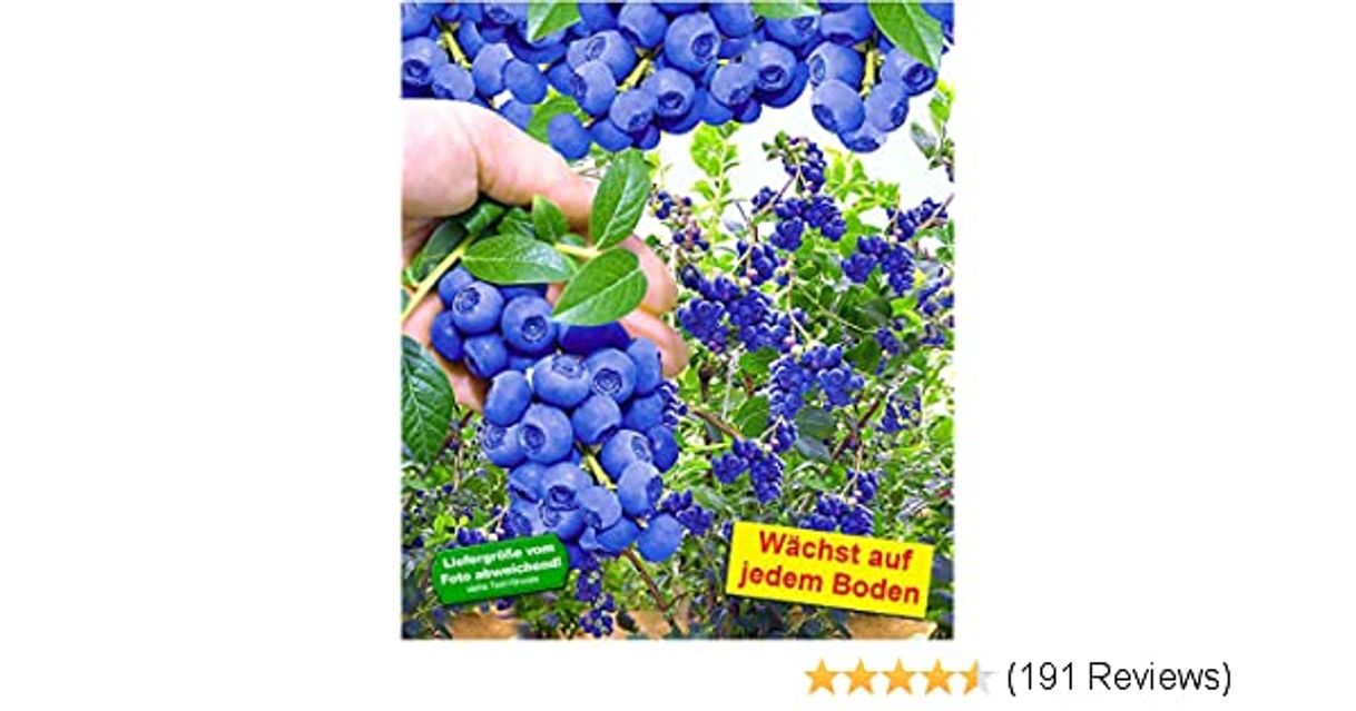 Fashion BALDUR-Garten Trauben-Heidelbeere 'Reka® Blue' Blaubeeren ...