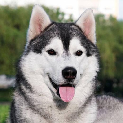 Husky siberiano