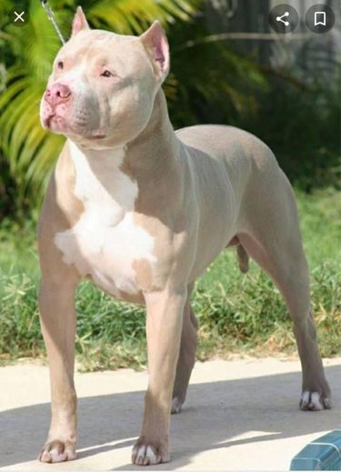 Raça American pit bull terrier