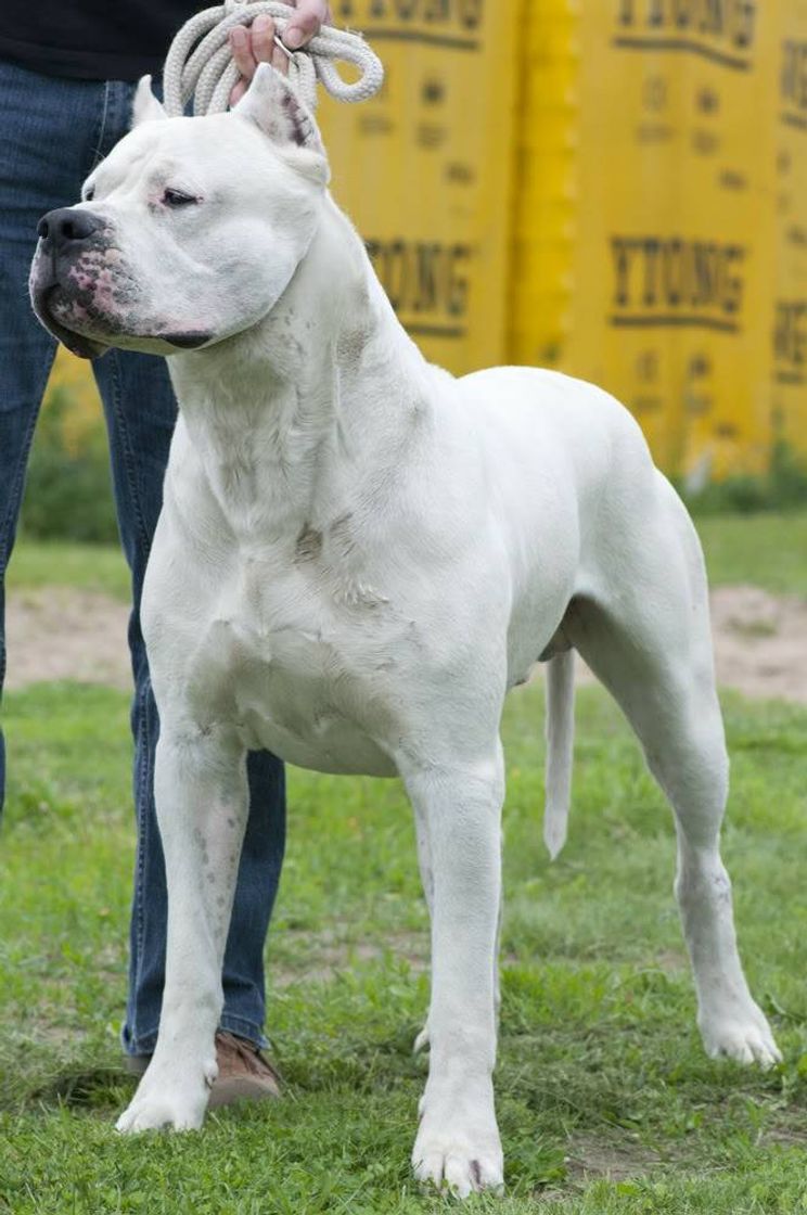 Fashion Dogo argentino