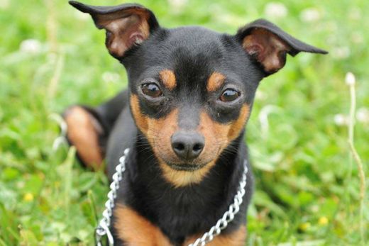 Cachorro Pinscher: saiba tudo sobre a raça aqui