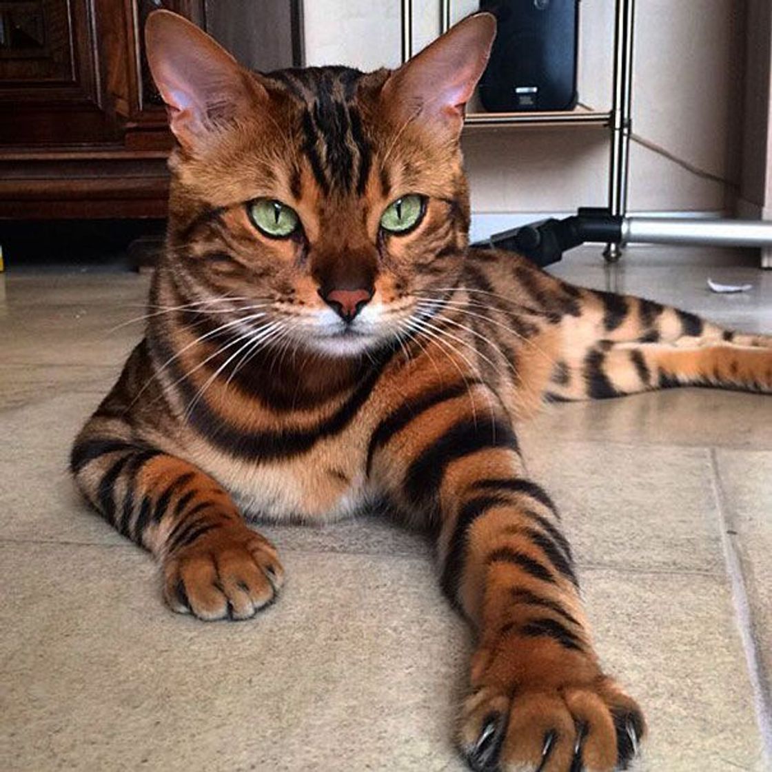 Fashion Thor el gato bengalí