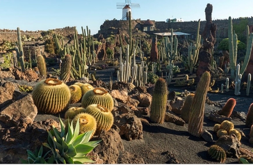 El jardín del cactus Lanzarote