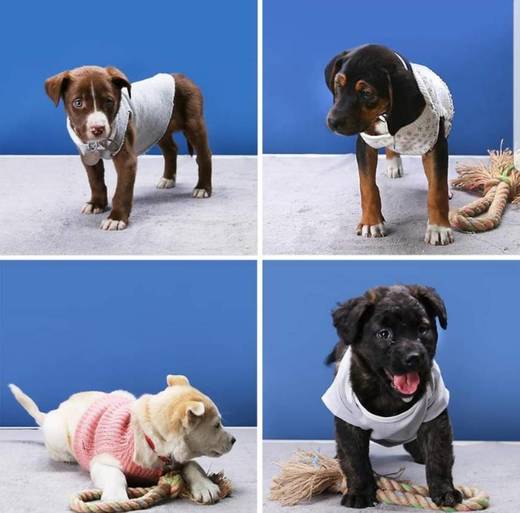 Nifty Pets - Upcycled Dog Sweaters | Facebook