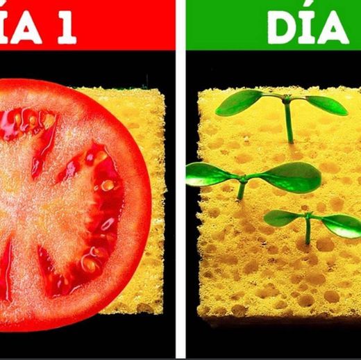 21 maneiras fáceis 😉🌱