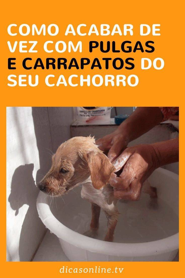 Fashion Acabe com pulgas e carraças do seu animal de estimação 🐶