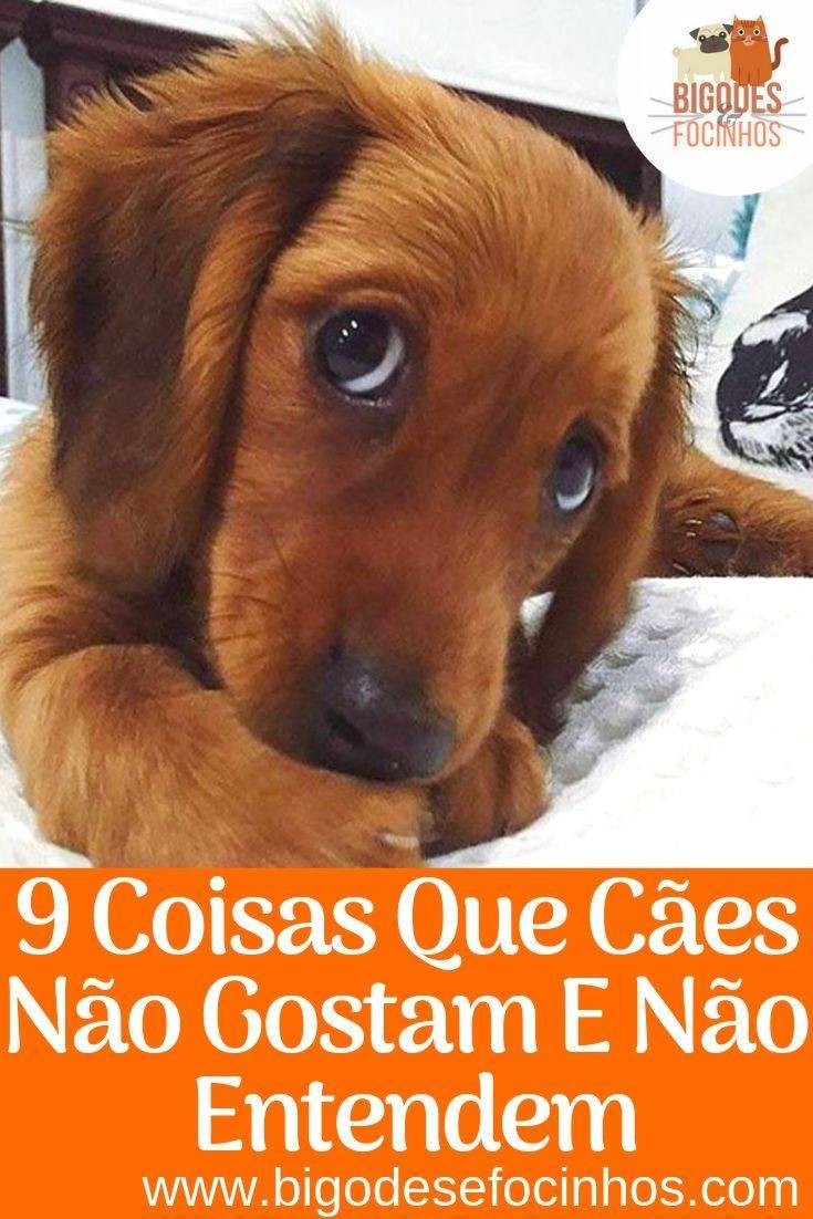 Moda 9 coisas que ñ gostam e ñ  entendem 🐶