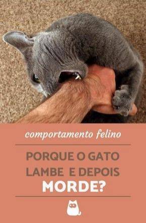 Moda Porque o gato...?🐱