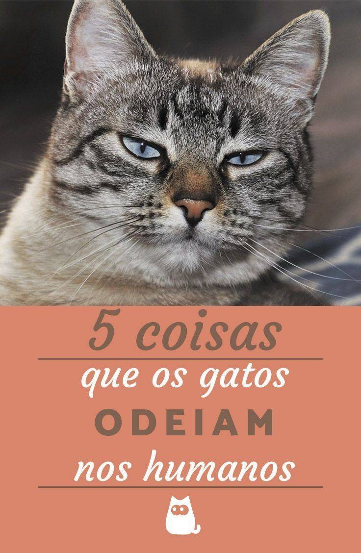 Fashion 5 coisas de gatos🐈🐱