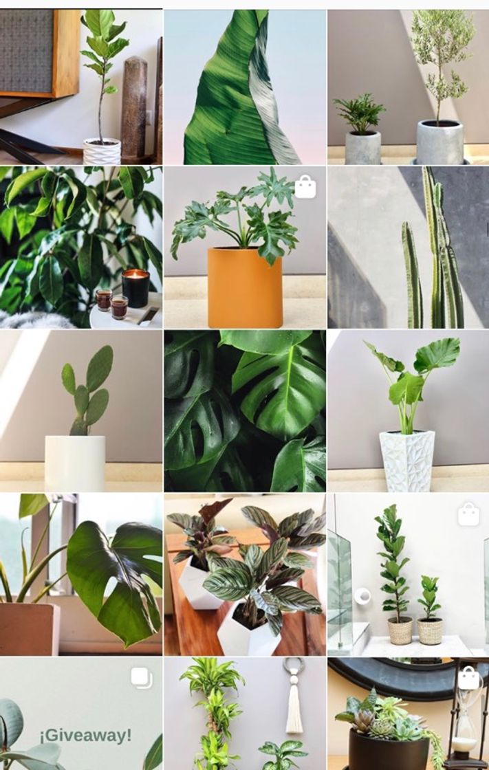 Product Plantas para tu casa