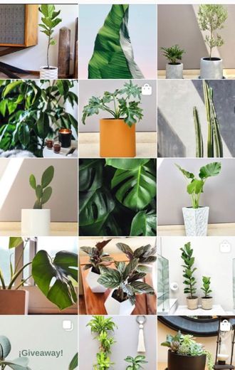 Plantas para tu casa