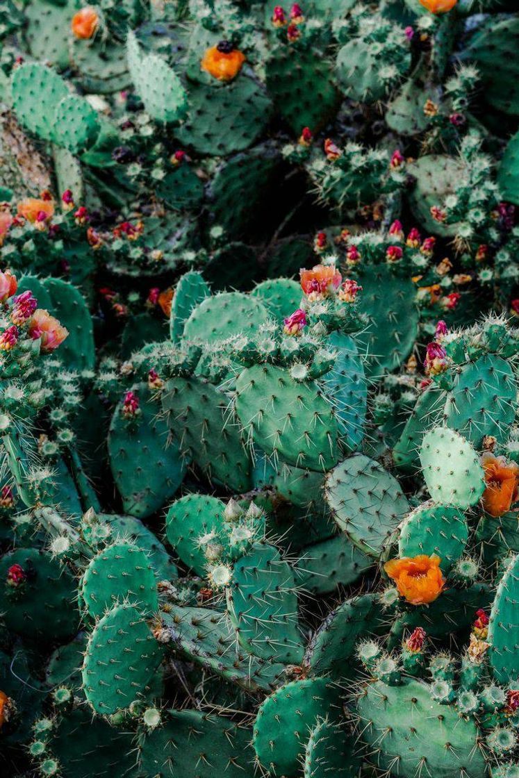 🌵
