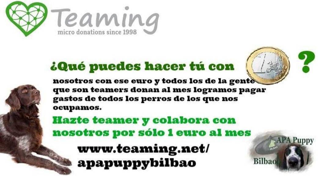 Place A.P.A. Puppy Bilbao