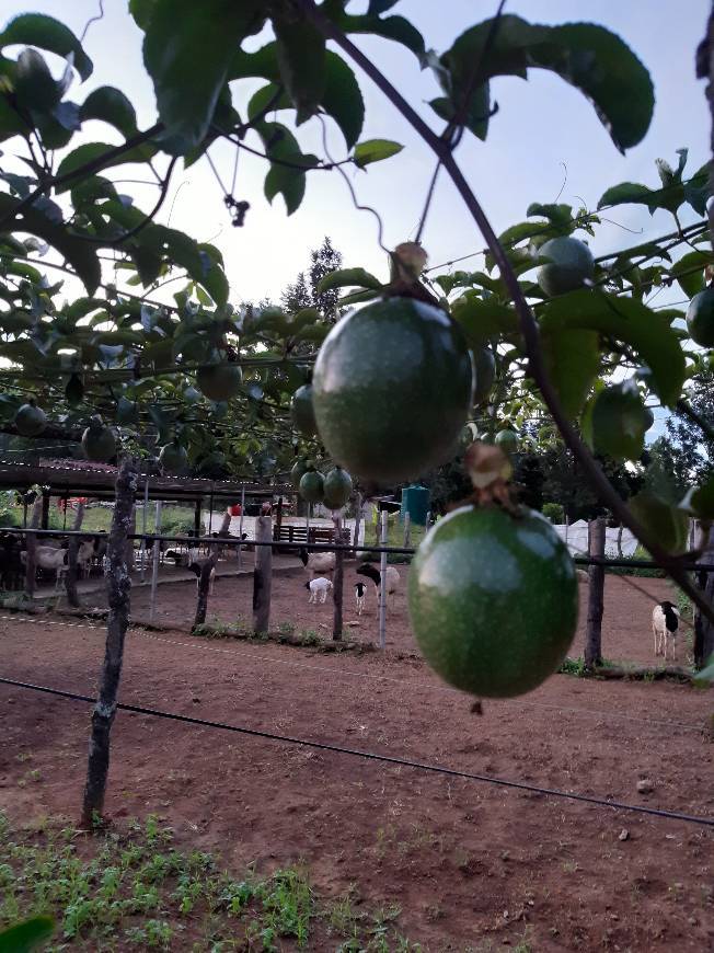 Lugares Fazenda Angolana