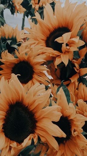 Wallpaper Girassol 🌻 