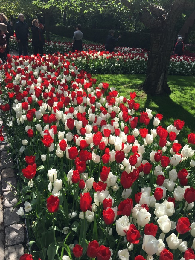 Place Keukenhof HOLLAND