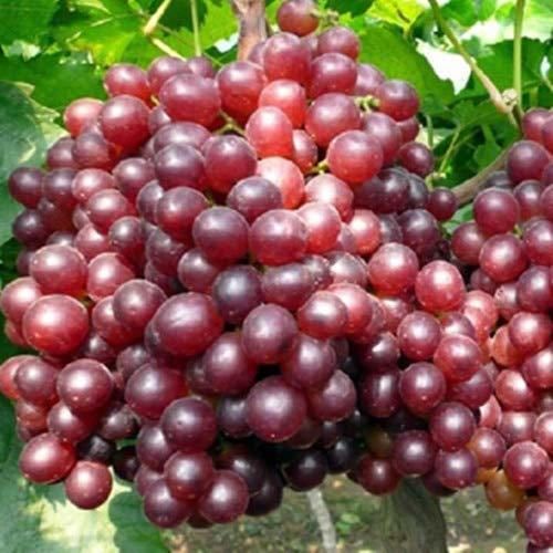 Semillas Semillas Patio mayores, deliciosa de la fruta de uva roja Kyoho
