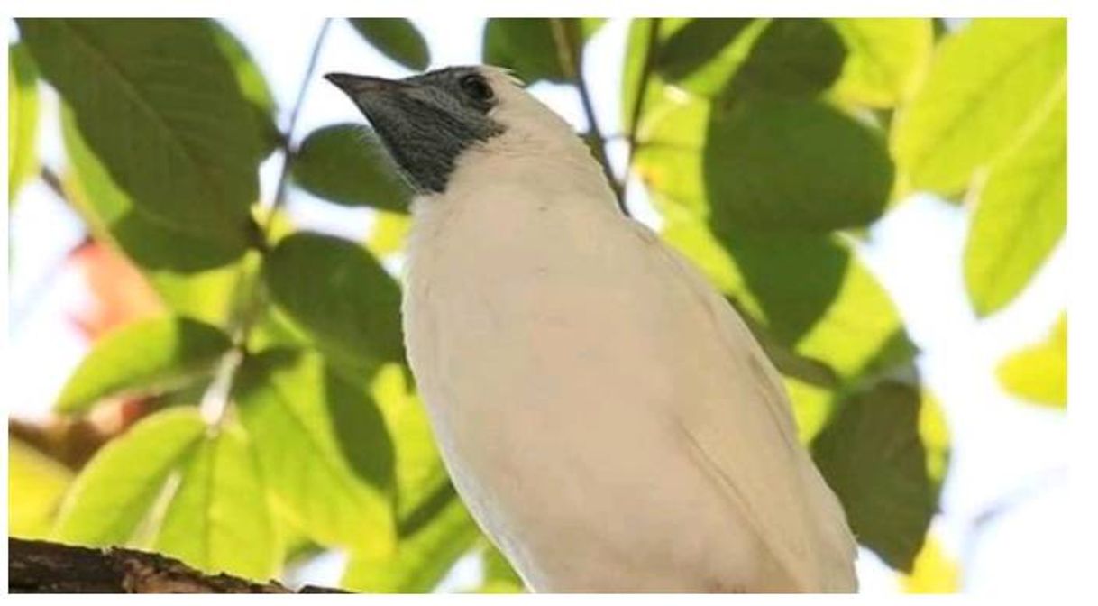 Fashion Araponga - São Paulo - BRASIL - Mata Atlântica