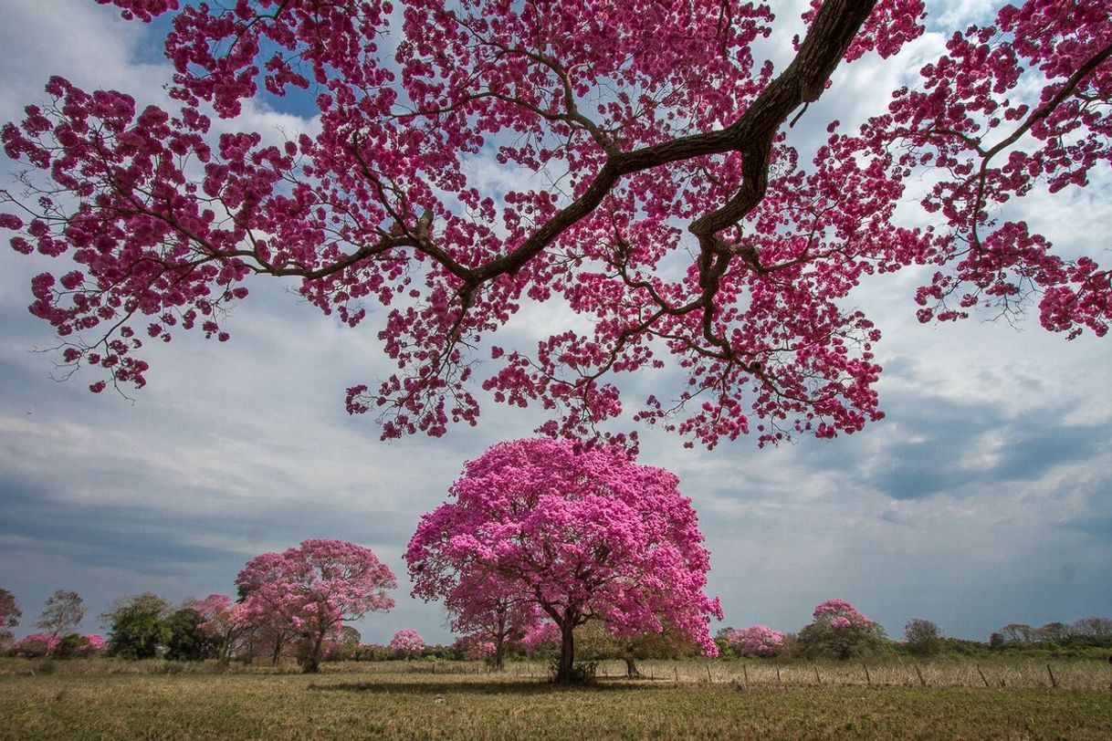 Moda ipês-rosa - fotógrafo Amaury Antônio Alves dos Santos